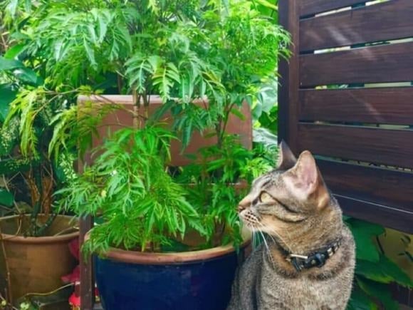 Theo quan niệm phong thủy, cửa chính là nơi đón nhận sinh khí và tài lộc quan trọng nhất của ngôi nhà.