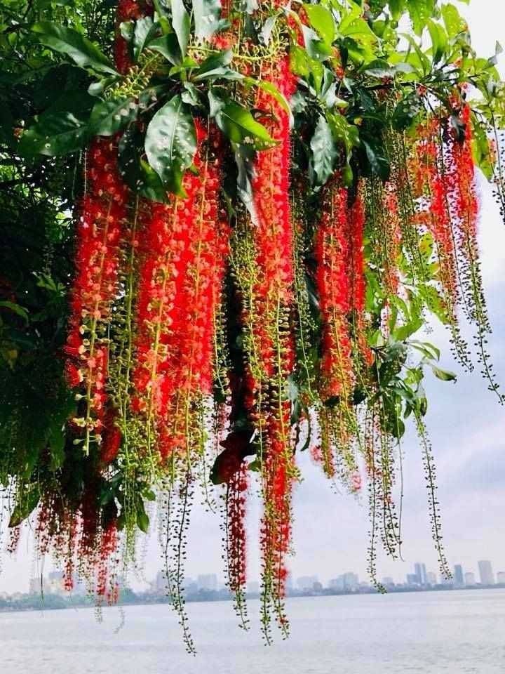 Cây lộc vừng càng lâu năm lại càng vượng