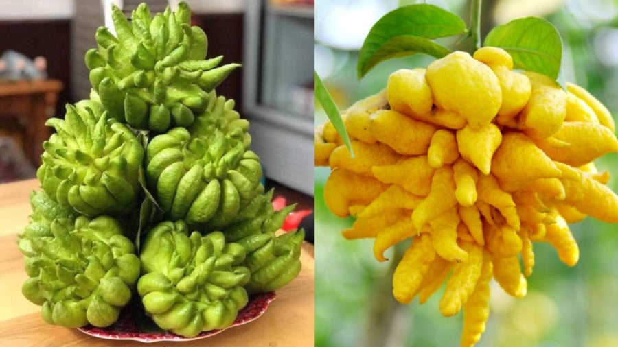 Gia chủ nên chọn những quả phật thủ chín vàng tự nhiên, vỏ đều màu, có mùi thơm.