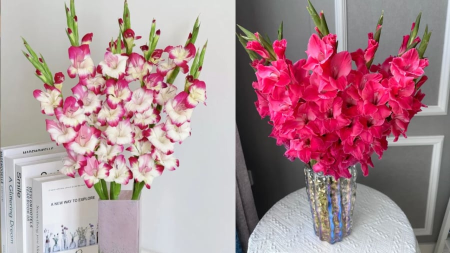 Bạn cần tuốt bớt phần lá sát gốc và ngắt bỏ những nụ hoa nhỏ ở đầu cành để hoa lay ơn nở đẹp, tươi lâu hơn.