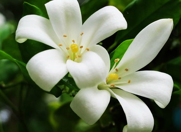 Việc đặt một cây hoa nguyệt quế trong nhà sẽ mang lại sự giàu có và danh vọng cho chủ nhân.