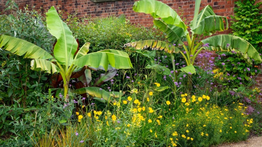 Gia chủ nên tránh trồng cây chuối trước nhà để khôngl àm ảnh hưởng đến phong thủy của gia đình.