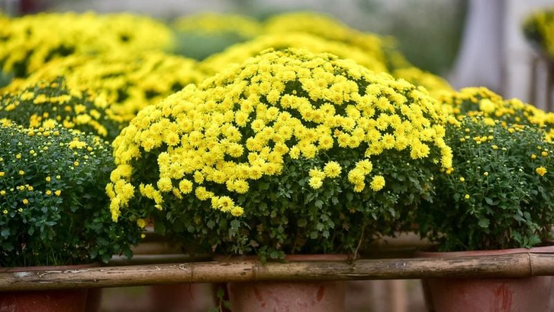 Cuóc mâm xôi mang lại bình an, thịnh vượng và may mắn