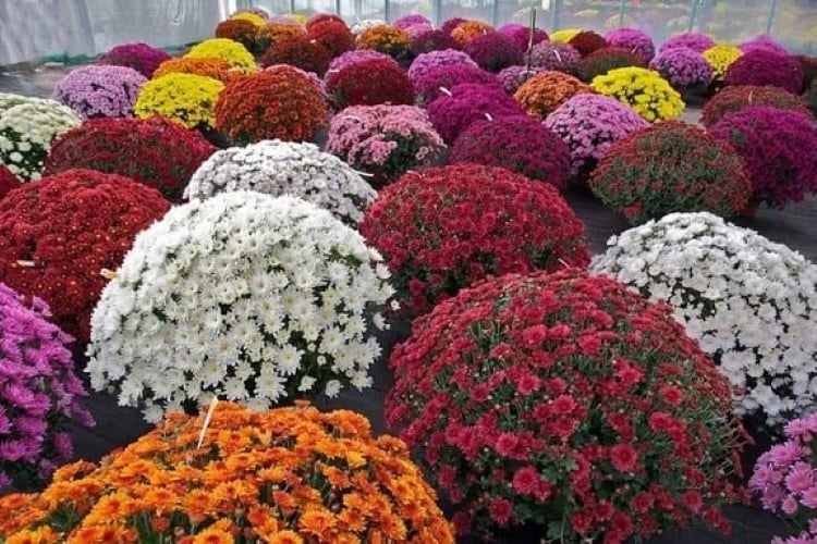 Cúc mâm xôi nhiều màu sắc