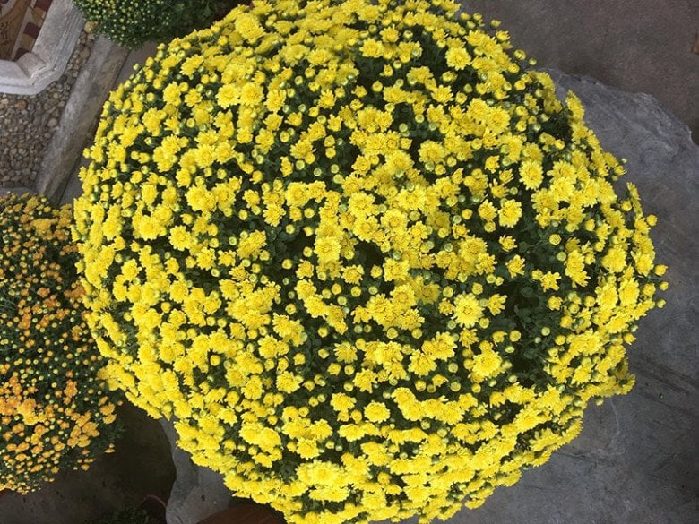 Cúc mâm xôi biểu tượng cho phúc lộc