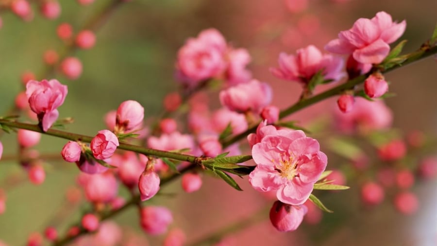 Đầu năm mới, cây cối trong nhà tươi tốt, đâm chồi nảy lộc được xem là tin vui, điềm báo tốt lành của gia đình.