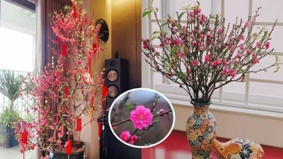 Theo quan niệm phong thủy, mỗi năm âm lịch sẽ có hướng đặt cây đào phù hợp để kích hoạt vượng khí. 