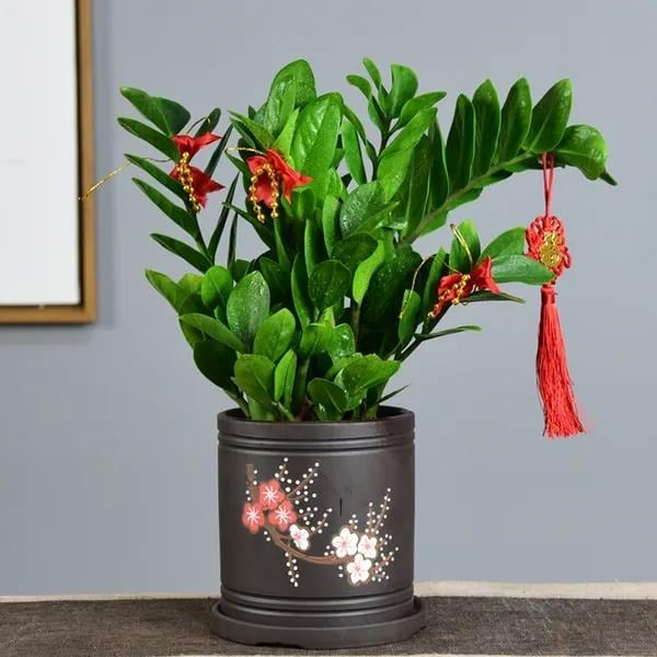 Cây kim tiền có thân vươn cao, lá xanh bóng mượt, tượng trưng cho sự phát đạt và thịnh vượng.