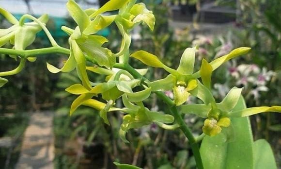 Dù có hương thơm dịu nhẹ, lan móng rồng vẫn ít được chọn để bày trên bàn thờ. 