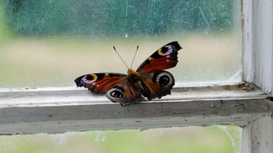 Bướm bay vào nhà được xem là điềm lành.
