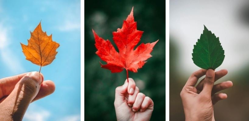 Chọn 1 chiếc lá nhé!