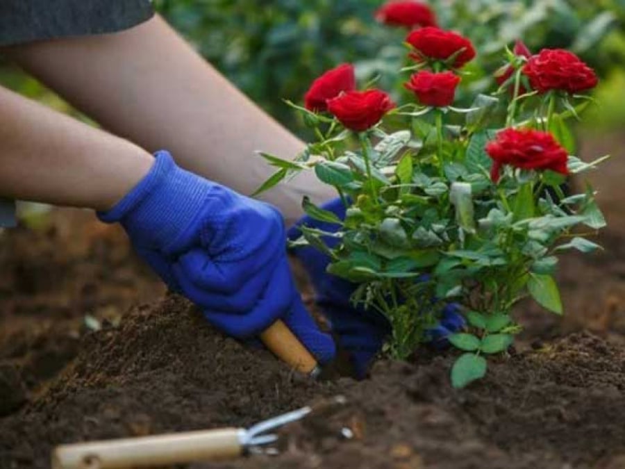 Trồng cây trồng hoa đầu năm khai xuân mang tới nhiều phúc khí