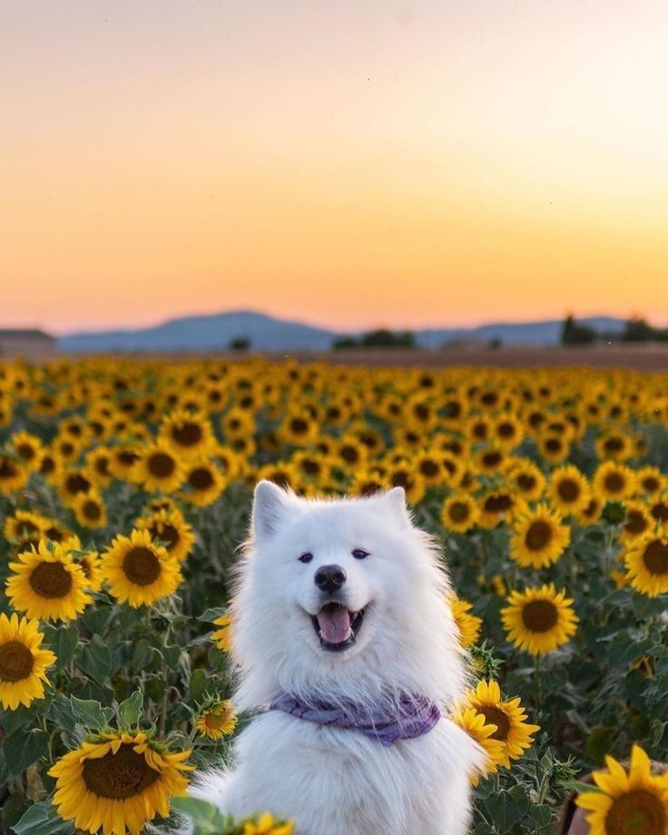 Tuổi Tuất bền bỉ vượt khó