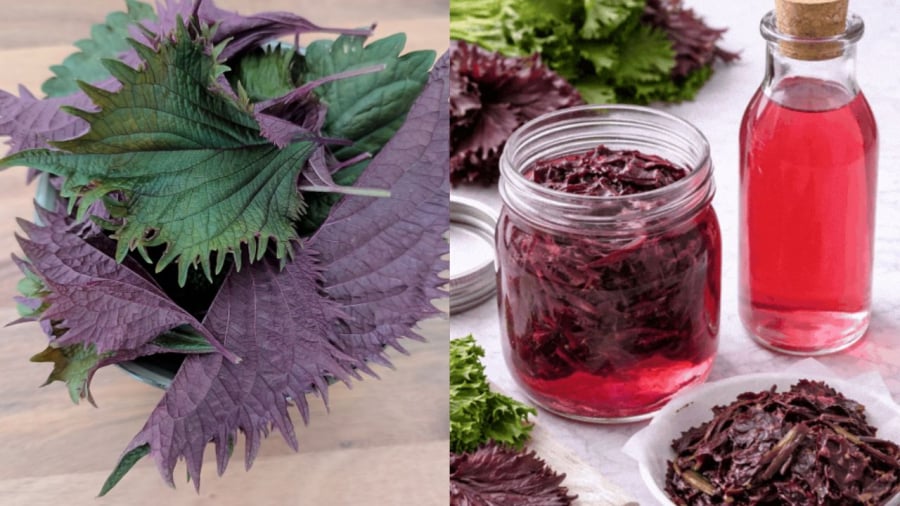 Để làm giấm tía tô, bạn chỉ cần sử dụng 2 nguyên liệu là giấm gạo và lá tía tô tươi.