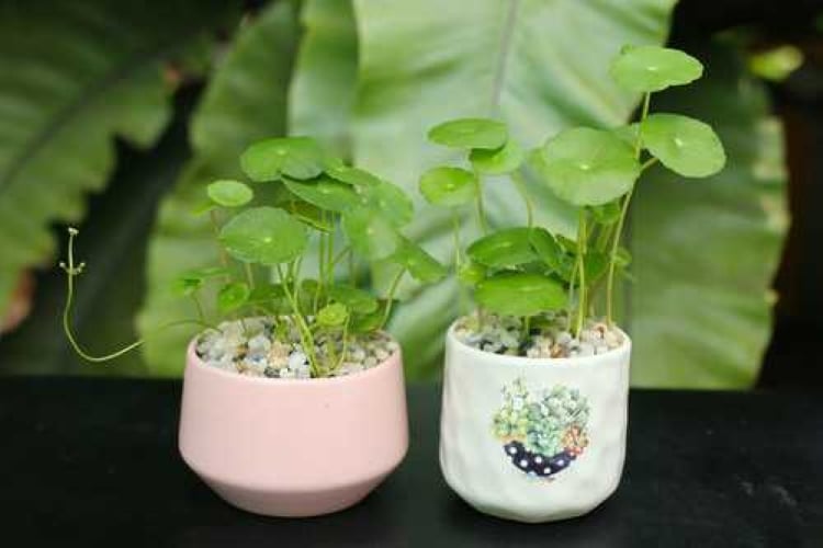 Cây cỏ đồng tiền được tin rằng sẽ mang tới vận may và tiền tài đến cho gia chủ.  