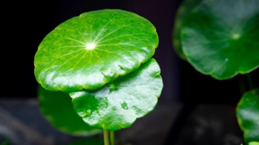 Màu xanh của cây cỏ đồng tiền còn thúc đẩy cư xử hài hòa, nhã nhặn, phong thái làm việc điềm tĩnh. Sự nghiệp cũng nhờ vậy mà phất lên như diều gặp gió.