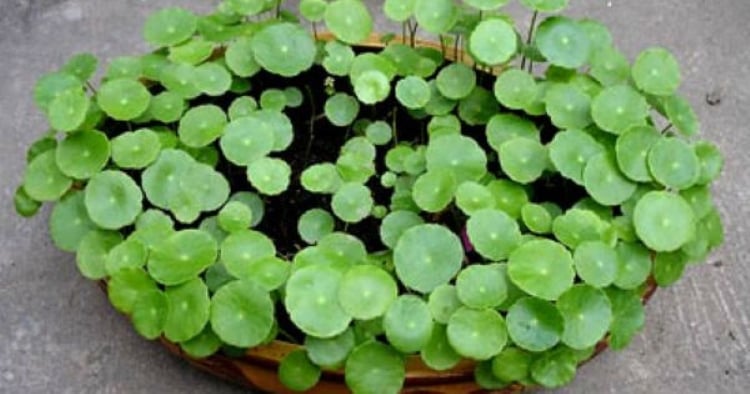 Theo các chuyên gia phong thủy, cây cỏ đồng tiền được xem là phù hợp nhất cho những người tuổi Tỵ và tuổi Thìn. 