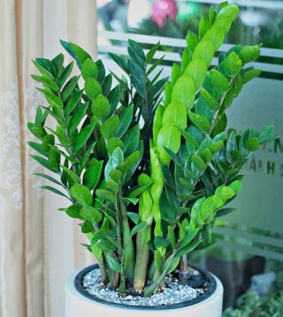 Cây kim tiền từ lâu được xem là “biểu tượng chiêu tài” trong phong thủy phòng khách. 