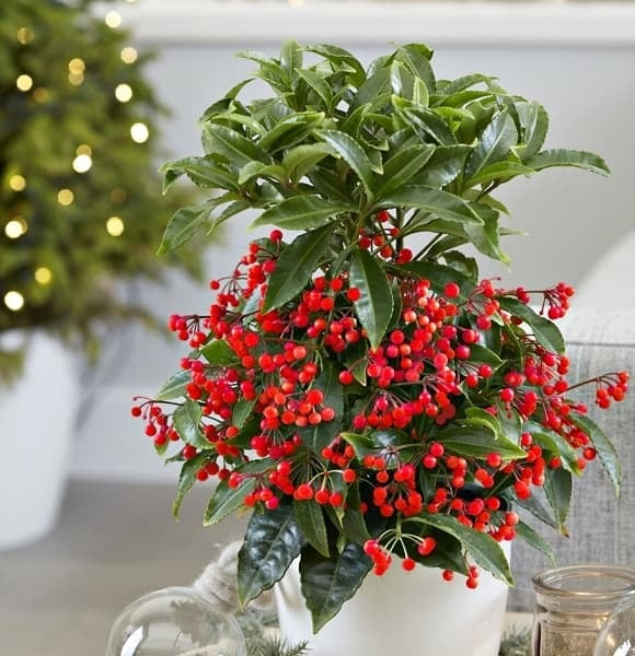 Cây kim ngân nổi bật với phần thân xoắn độc đáo và tán lá xanh tươi, biểu trưng cho sự dẻo dai, khéo léo và khả năng tích lũy của cải.