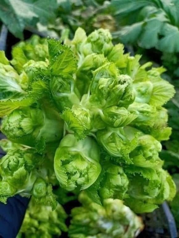 So với nhiều loại rau phổ biến khác, rau mầm đá có giá nhỉnh hơn. 