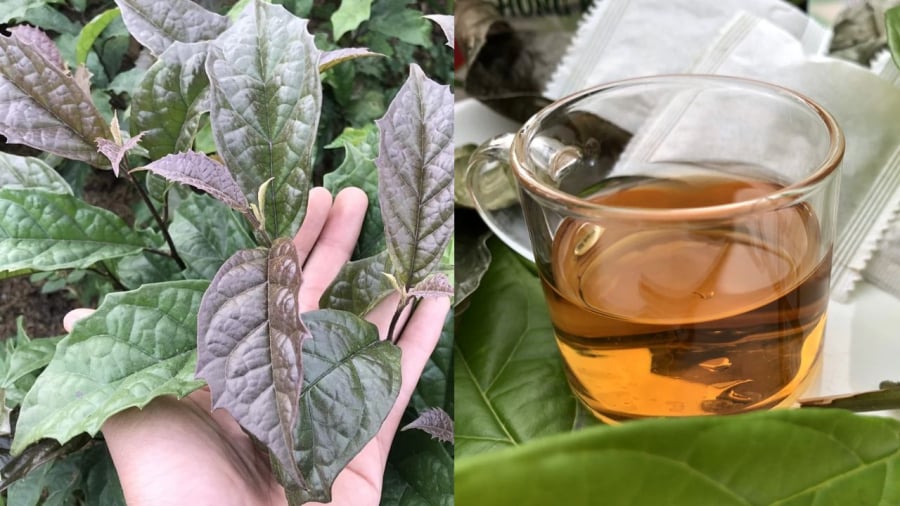 Nước lá xạ đen có nhiều tác dụng đối với sức khỏe như ổn định huyết áp, tăng tuần hoàn, hỗ trợ chức năng gan...