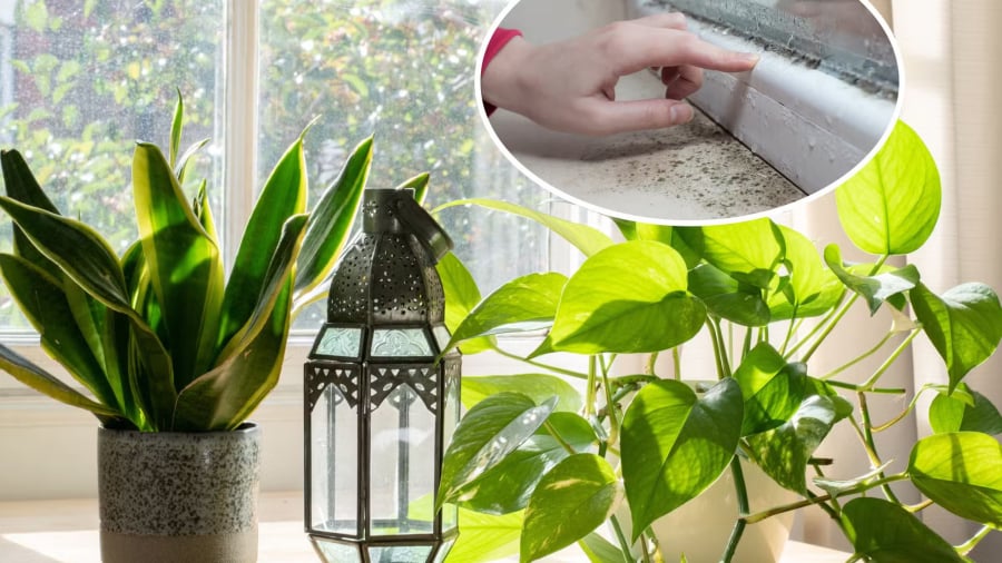 4 loại cây hút ẩm - khử mùi, trồng nhà nào nhà đấy Lộc
