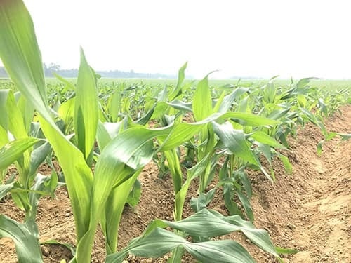 Câu tục ngữ này thể hiện niềm tin của người xưa rằng nếu trời có mưa vào ngày rằm tháng Giêng – tức Tết Nguyên Tiêu – thì năm đó sẽ thuận lợi, cây cối tốt tươi, mùa vụ đạt năng suất cao.    