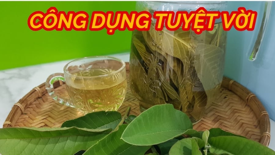5 tác dụng tuyệt vời của nước lá ổi