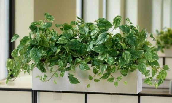 Trầu bà (Epipremnum aureum) được nhiều người ví như “máy lọc không khí tự nhiên” nhờ khả năng hấp thụ các chất độc hại như formaldehyde, benzen – thường phát sinh từ nội thất, sơn tường hoặc khói thuốc.