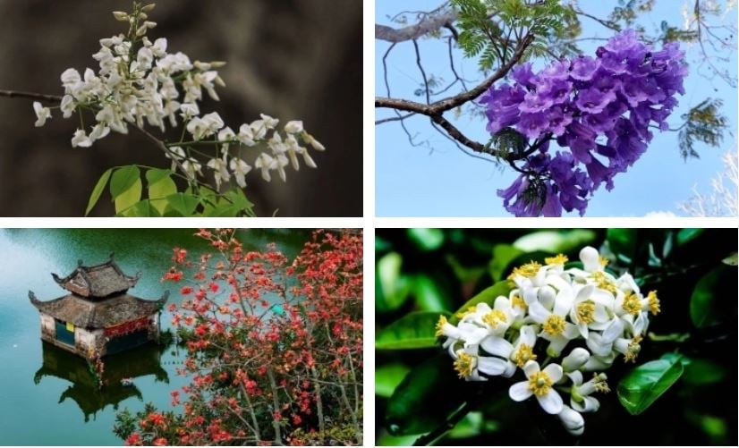 Hãy chọn 1 bông hoa nhé!