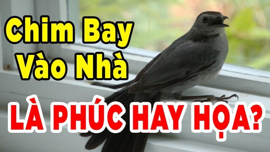 4 con vật vào nhà Thần Tài Ghé Thăm bạn: Càng ở lâu tiền càng nhiều 21 chim