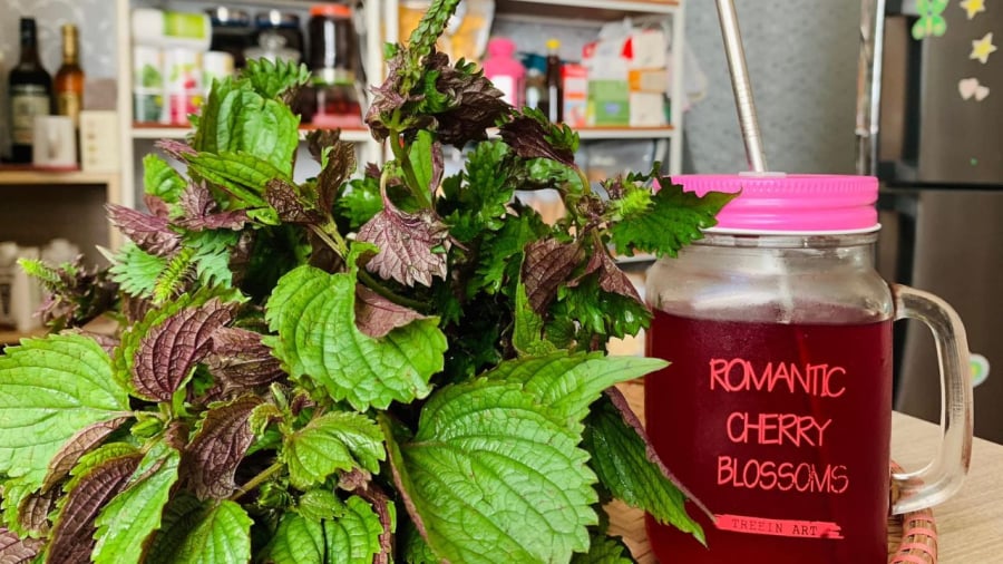 Uống nước lá tía tô là cách dưỡng da từ bên trong.