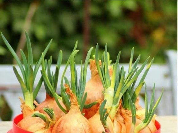 Khác với gừng, hành và tỏi mọc mầm không tự sinh ra độc tố. 