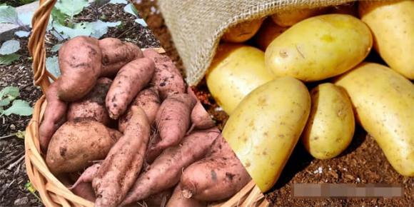 Khoai lang giàu phytosterol – hợp chất có khả năng hỗ trợ giảm cholesterol trong máu.