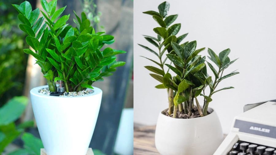 Gia chủ có thể đặt cây kim tiền ở phòng khách, vừa để trang trí, vừa mang ý nghĩa tốt trong phong thủy.