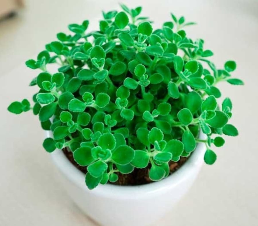 Cây nhất mạt hương mang đến cho gia chủ tài lộc, may mắn, tiền tài danh vọng...