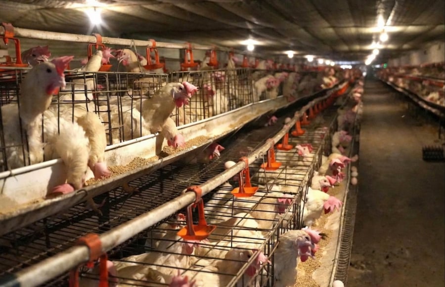 Trứng gà Ai Cập lai có lòng đỏ lớn, trọng lượng ổn định và được thị trường ưa chuộng.