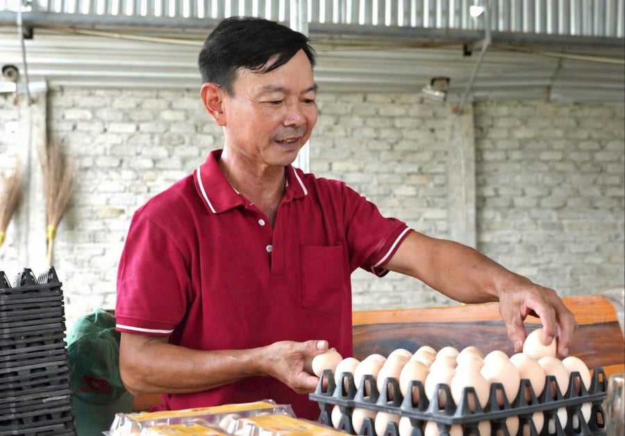 Trang trại nuôi hơn 23.000 con gà Ai Cập lai, mỗi ngày thu khoảng 13.000 quả trứng, tạo nguồn thu gần 40 triệu đồng.