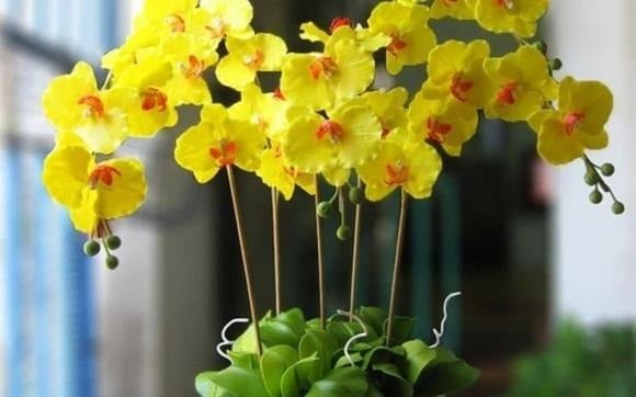 Hoa lan được xem là một trong những loài hoa đẹp và sang trọng bậc nhất, nổi bật với vẻ tinh tế và quyến rũ.