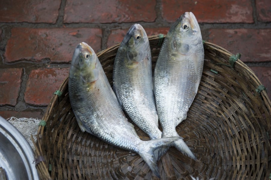 Loại cá không thể nuôi nhân tạo, chợ ít bán nếu thấy đừng tiếc tiền mua