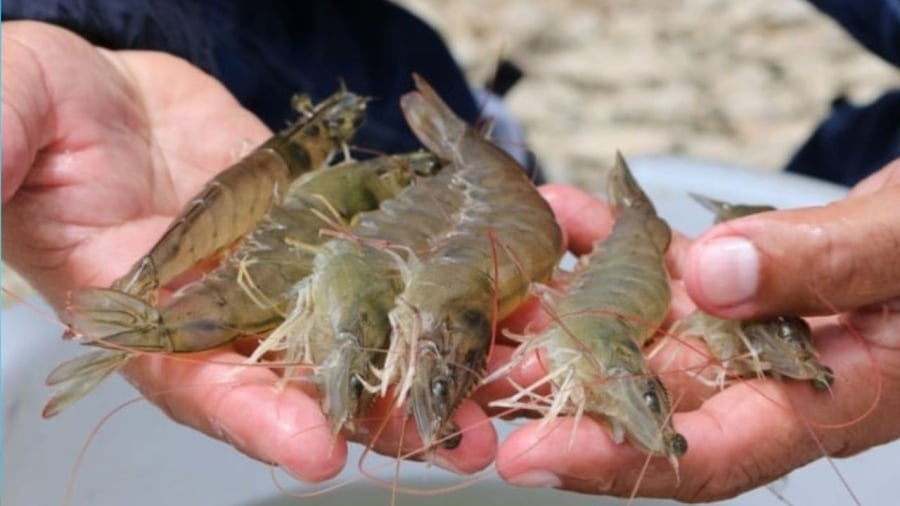 Người Bán Tôm Nói Thật: Phân Biệt Tôm Nuôi Và Tôm Tự Nhiên Hóa Ra Cực Dễ Người Bán Tôm Nói Thật: Phân Biệt Tôm Nuôi Và Tôm Tự Nhiên Hóa Ra Cực Dễ