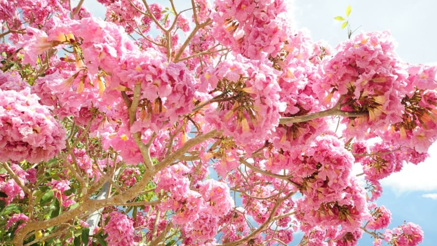 Mùa hoa kèn hồng thường bắt đầu từ tháng 4 nhưng cũng có nơi hoa nở sớm từ tháng 2.