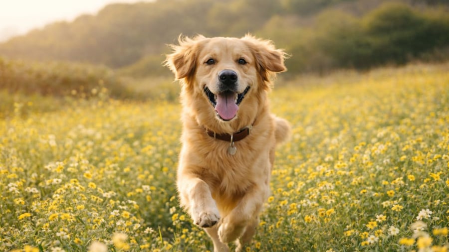 Hết tháng Giêng, tuổi Tuất tăng tốc, tài vận có thể xoay vần nhanh