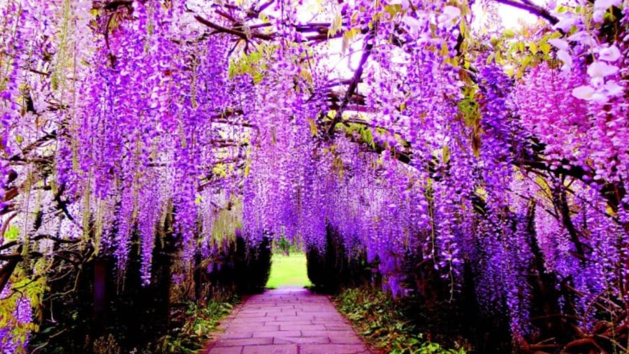 So với các loại hoa trên, hoa tử đằng thường nở muộn hơn, từ khoảng tháng 4.