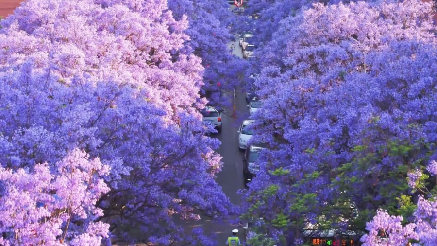 Phượng tím bắt đầu nở từ cuối tháng 3, rộ nhất vào tháng 4 và có thể kéo dài sang tháng 5.