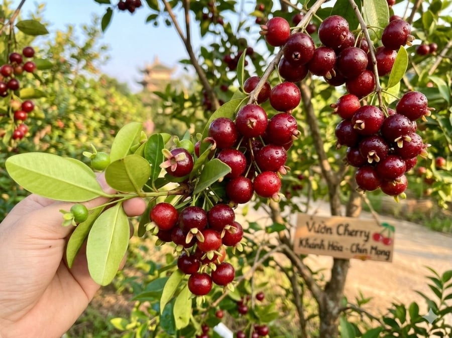 Cherry trồng tại Khánh Hòa có kích thước nhỏ nhưng màu sắc bắt mắt, khi chín chuyển sang đỏ đậm hoặc tím sẫm.