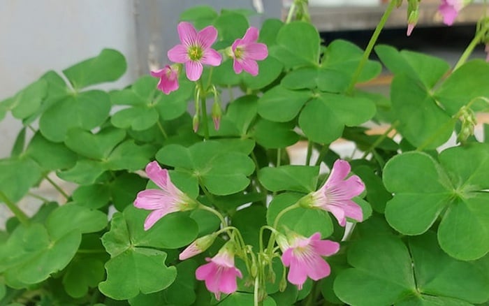 Không chỉ ngon miệng, cây chua me còn chứa nhiều dưỡng chất có lợi cho sức khỏe.