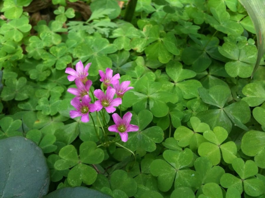 Cây chua me (còn gọi là rau me đất) là một loại cây thân nhỏ, thấp, thường mọc sát mặt đất. Lá cây có hình giống lá me nên dân gian gọi là chua me hoặc me đất.