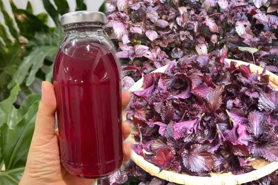 Mẹo nấu lá tía tô uống giải nhiệt, giải độc