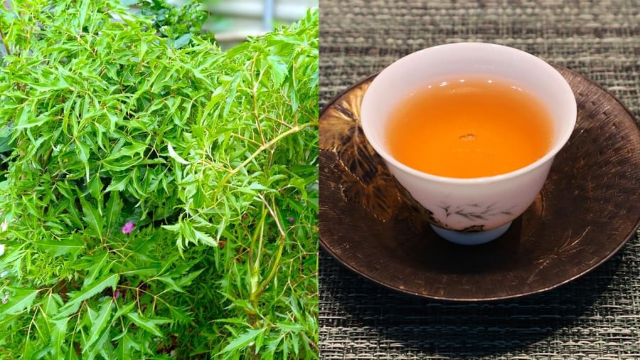 Nước lá đinh lăng mang lại nhiều lợi ích cho sức khỏe.